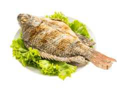Fish